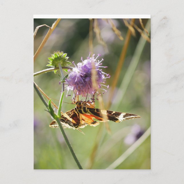 Carte postale (Devant)