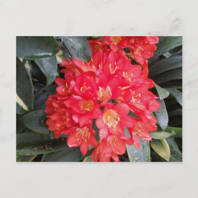 Carte postale (Devant)