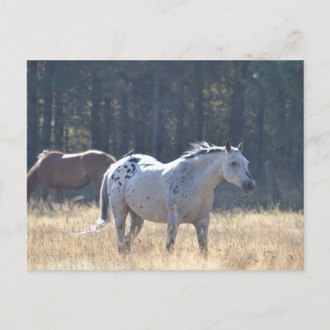 carte postale (Devant)