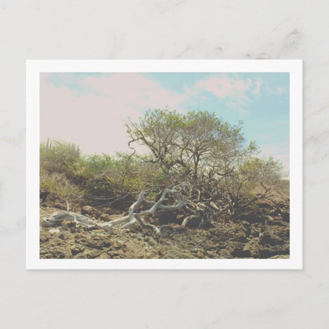 Carte Postale (Devant)