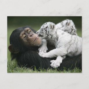 Carte postale