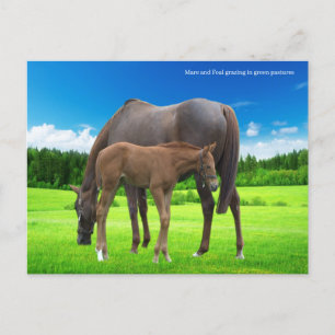 Carte postale