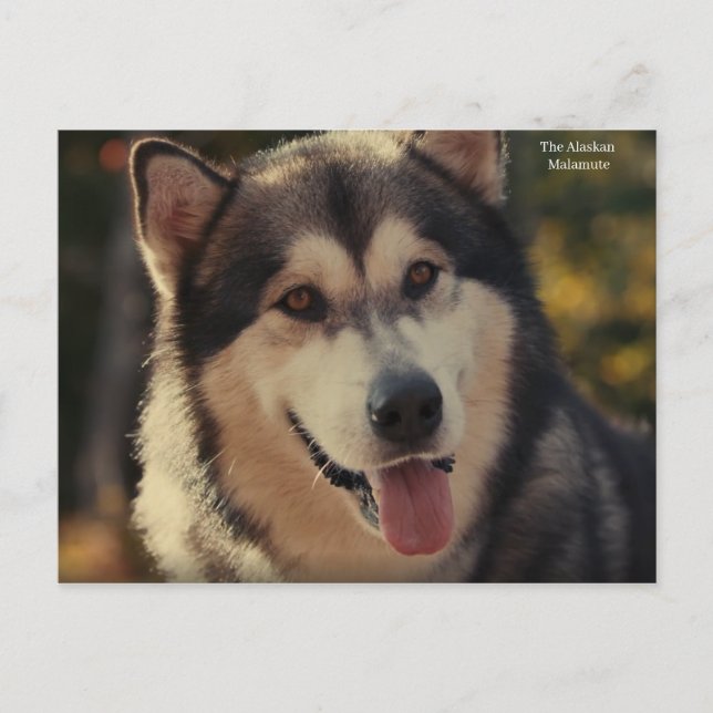 Carte postale (Devant)