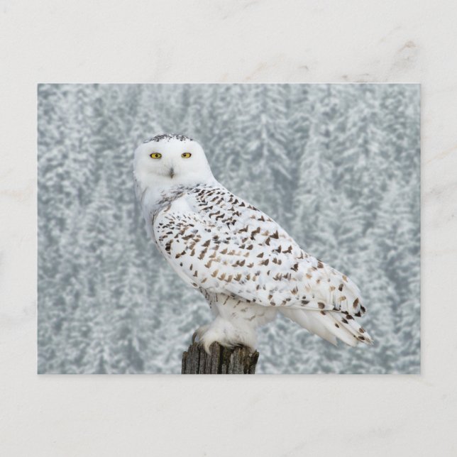 Carte postale (Devant)