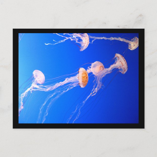 Carte postale (Devant)