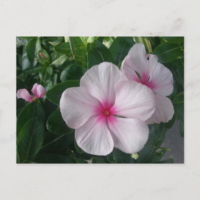 Carte postale (Devant)