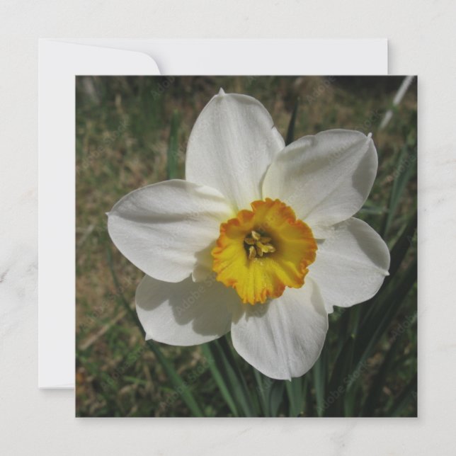 Carte postale (Devant)