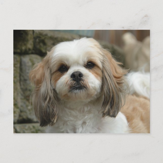 Carte postale (Devant)