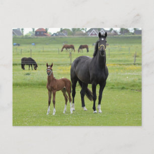 Carte postale