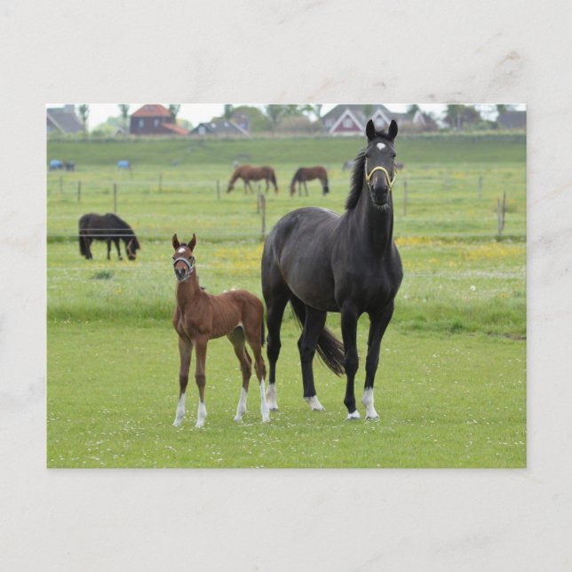 Carte postale (Devant)