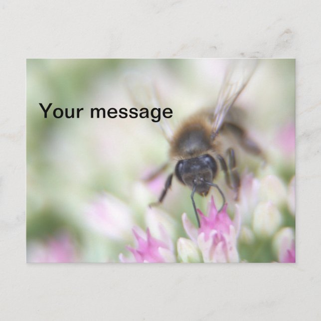 Carte postale (Devant)