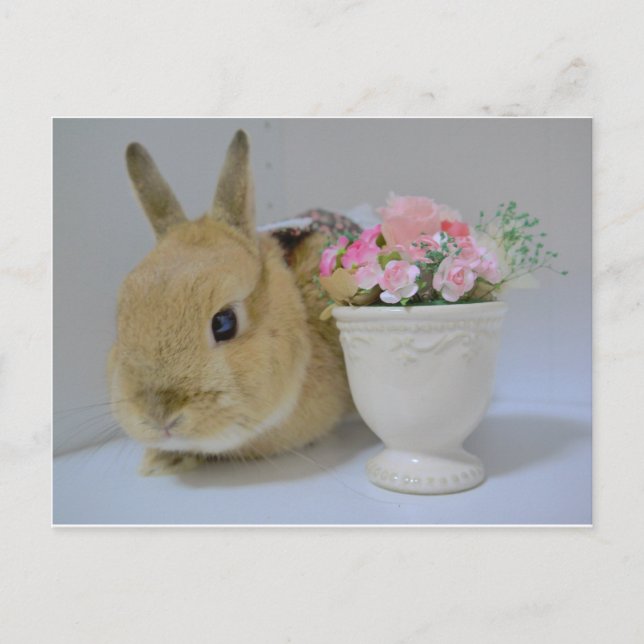 CARTE POSTALE か わ い い う さ ぎ (Devant)