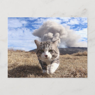 CARTE POSTALE 野 良 猫 ニ ャ 活 ン 動 吉