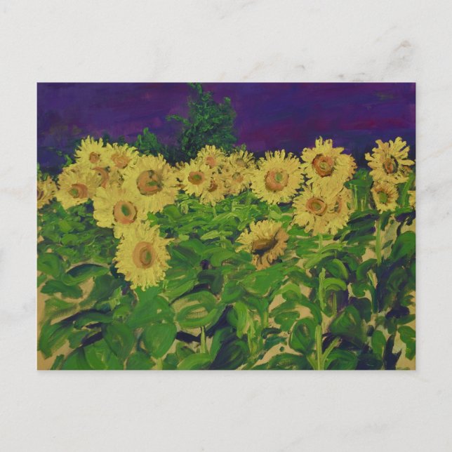 Carte Postale 0067 tournesols de le champ des (Devant)
