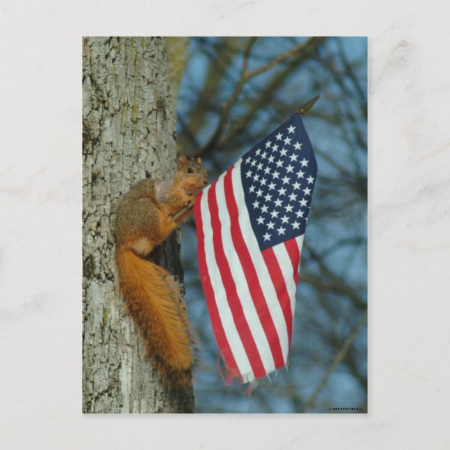 CARTE POSTALE 010510-4-APC UN ESQUIRREL PATRIOTIQUE (Devant)
