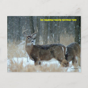 CARTE POSTALE 011110-40-APC