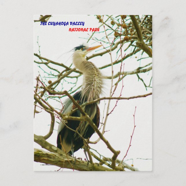 CARTE POSTALE 040111-145-APS (Devant)