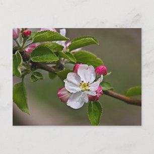 Carte Postale 04 Apple Blossoms Winchester VA Postcard