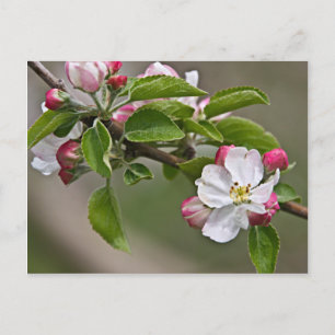 Carte Postale 05 Apple Blossoms Winchester VA Postcard