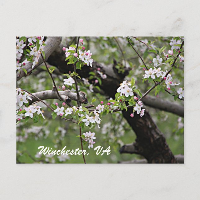 Carte Postale 09 Apple Blossoms Winchester VA Postcard (Devant)