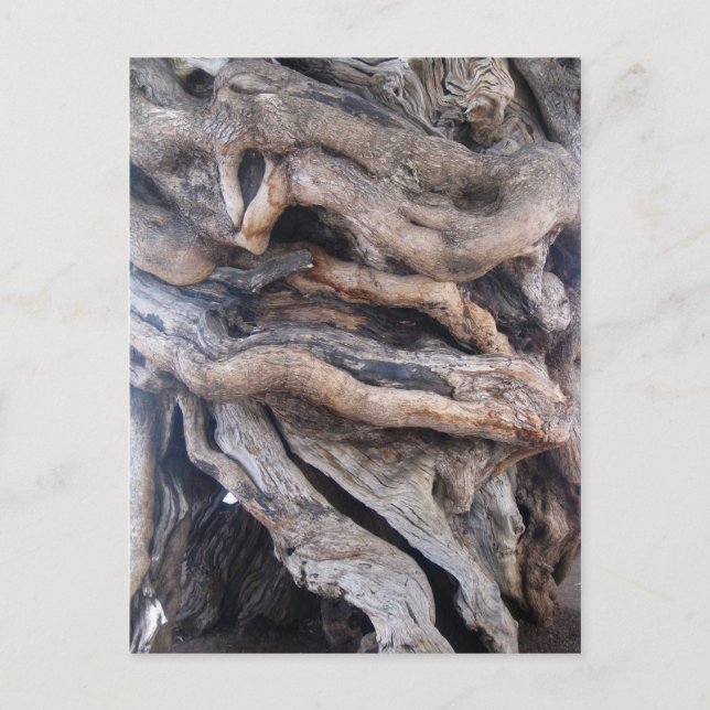 Carte Postale 1000 Jahre älter Olivenbaum (Devant)