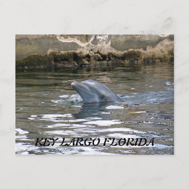 CARTE POSTALE 100_8578, FLORIDE KEY LARGO (Devant)