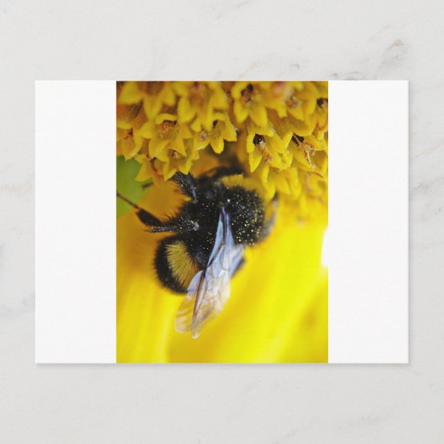CARTE POSTALE 101 (Devant)