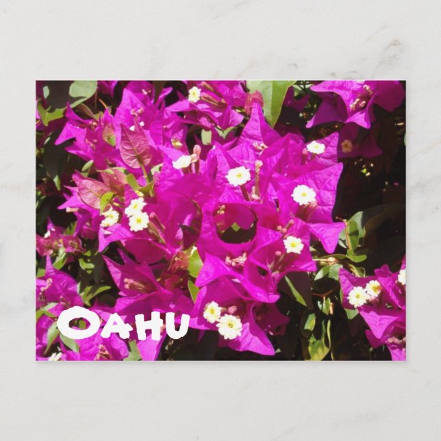 Carte Postale 110, Oahu (Devant)
