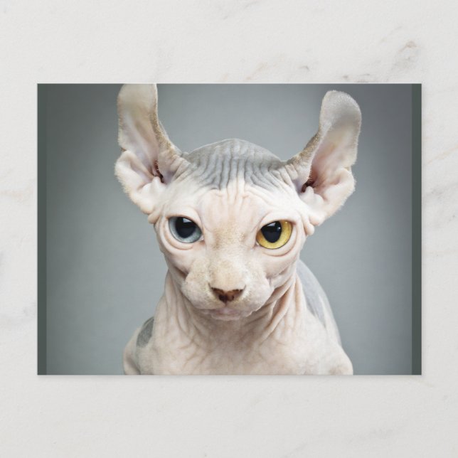 Carte Postale 11 Sphinx Cat (Devant)