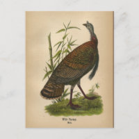 Carte postale 1890 Bird Wild Turkey