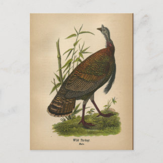 Carte postale 1890 Bird Wild Turkey