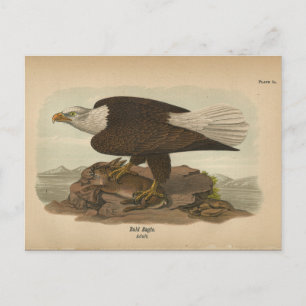 Carte postale 1890 Oiseau-Bald Eagle