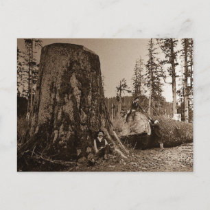 Carte Postale 1903 Lumberjacks Vintage Diapositive de lanterne m
