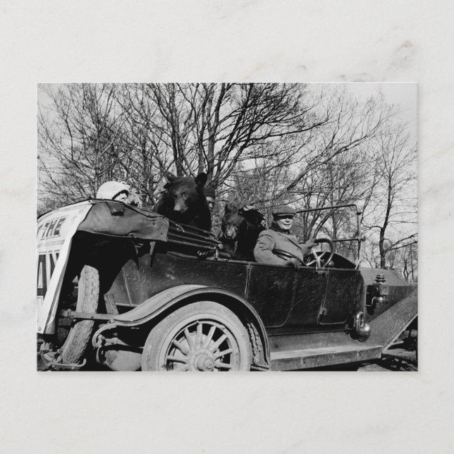Carte Postale 1910's Touring CAR avec deux ours Auto photo Vinta (Devant)