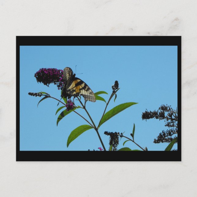 Carte Postale ~ 19 été ~ (Devant)