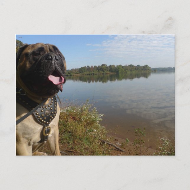 Carte postale 1 de Bullmastiff "Pablo" (Devant)