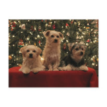 Carte postale 1 de Noël de chiot