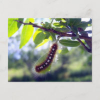 Carte postale 1 Tente de forêt