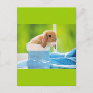 Carte Postale 20_baby_animal (4) BABY BUNNY RABBIT bleu greens