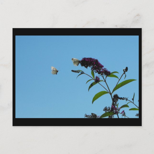 Carte Postale ~ 20 été ~ (Devant)