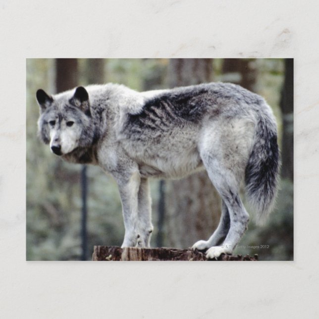 CARTE POSTALE 24114488 (Devant)