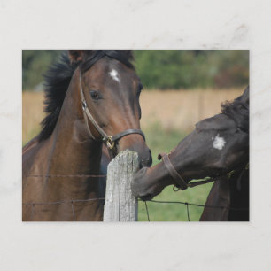 Carte Postale 2 Chevaux mâcher une clôture