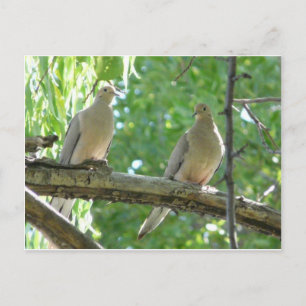 Carte Postale 2 colombes du matin
