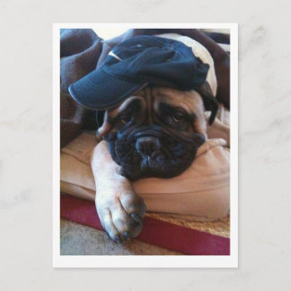 Carte postale 2 de Bullmastiff Pablo