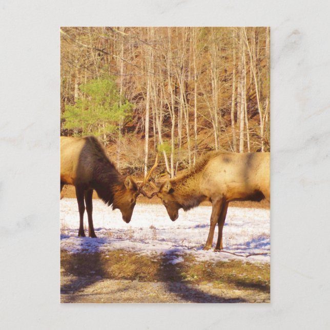 Carte Postale 2~ deux Bull Elk dans la neige (Devant)