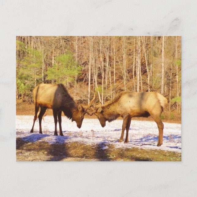 Carte Postale 2~ deux Bull Elk dans la neige (Devant)