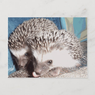 Carte Postale 2 hérissons mignons