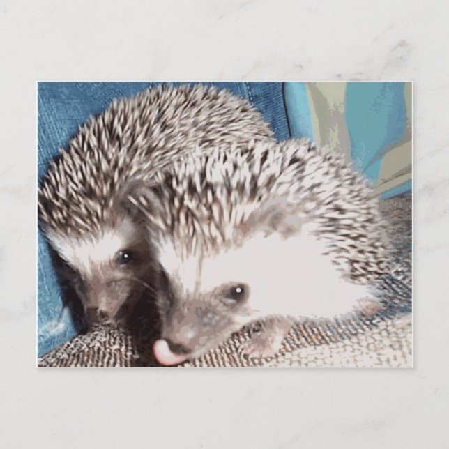 Carte Postale 2 hérissons mignons (Devant)