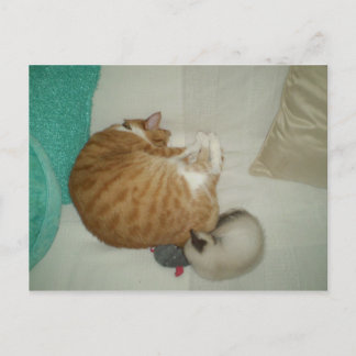 Carte Postale 2 Kitties et une souris