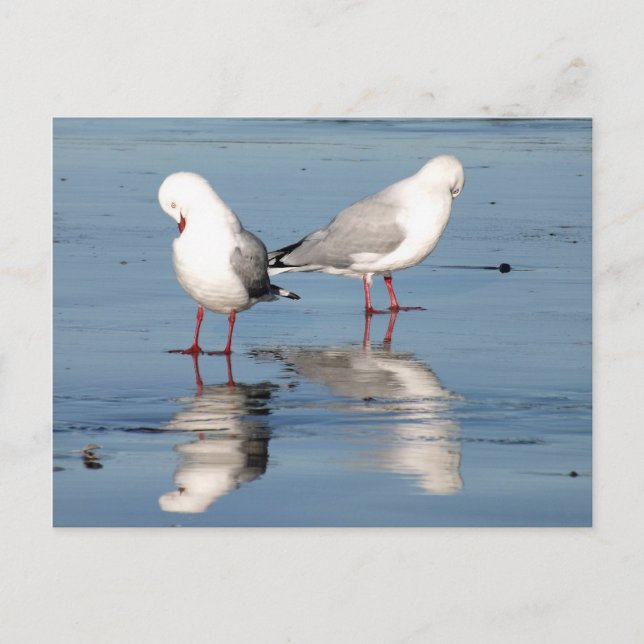 Carte Postale 2 mouettes sur une plage (Devant)